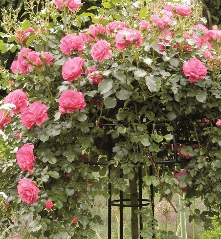 Classic Garden Elements Rose Umbrella - the perfect support for Standard & weeping rose displays.