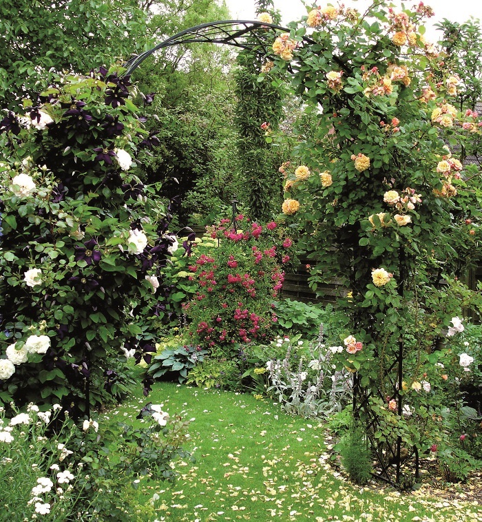 Classic Roman Bagatelle Rose arch smothered with a beautiful climbing rose display
