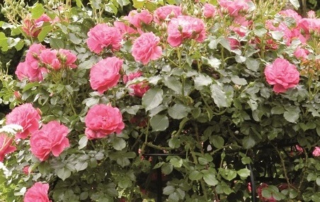 Create a stunning weeping rose display with our Rose Umbrella