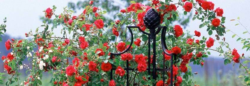 A stunning red climbing rose display on the classic garden obelisk II | Classic Garden Elements Ireland - Tel 087-2306128
