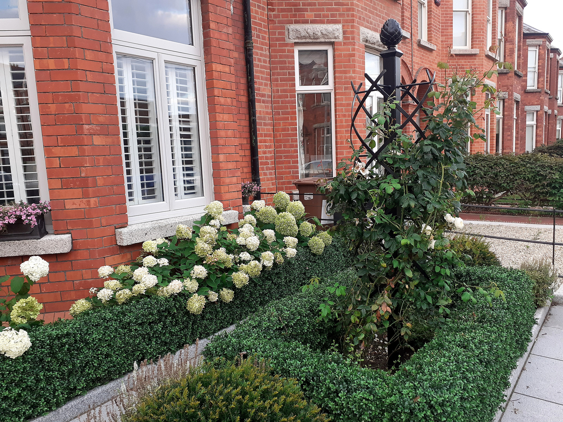 The Medium Boxwood Hedging looking very natural in a very impressive Front garden, Terenure, Dublin 6W.