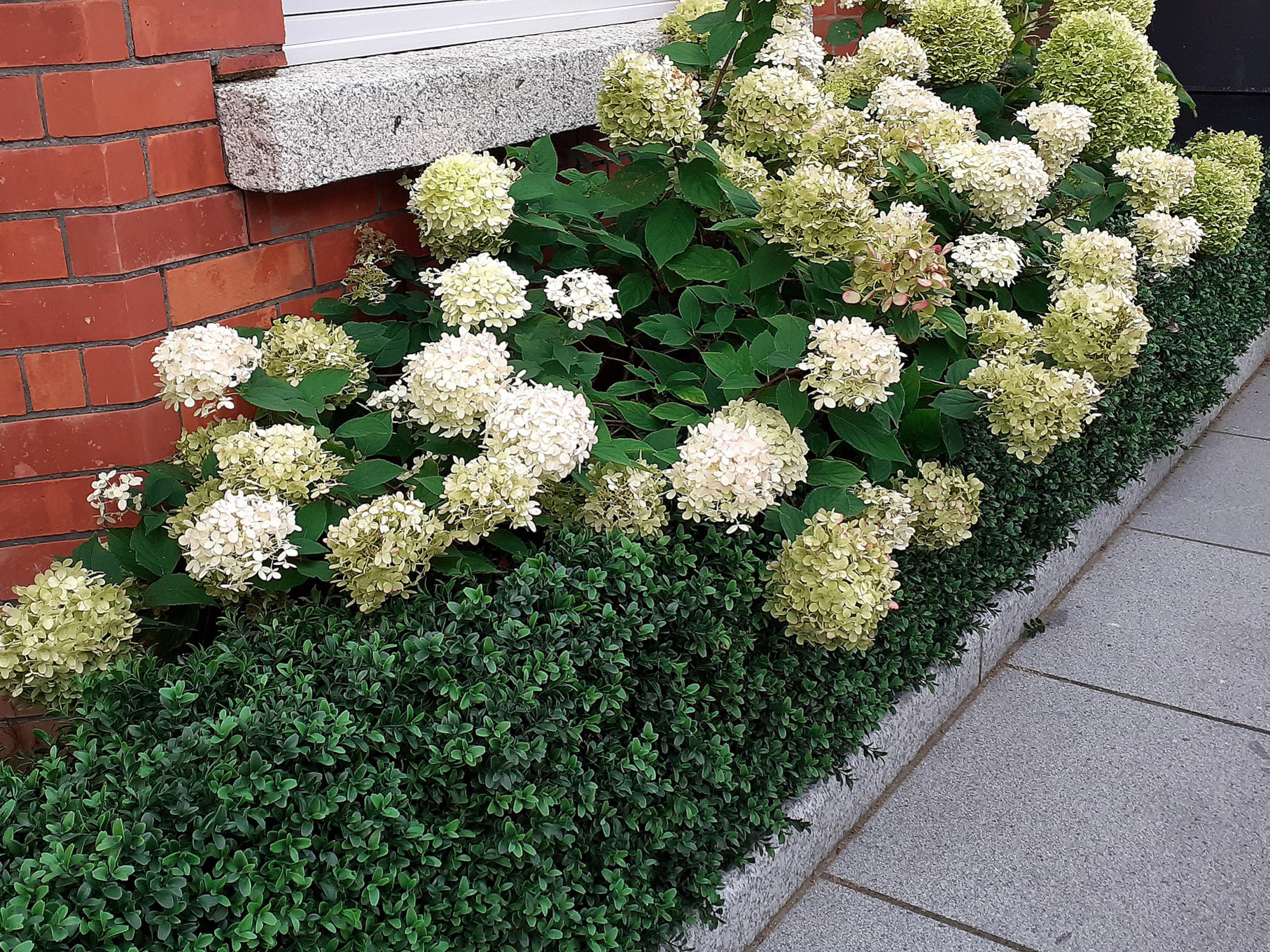 The Medium Boxwood Hedging looking very natural in a very impressive Front garden, Terenure, Dublin 6W.