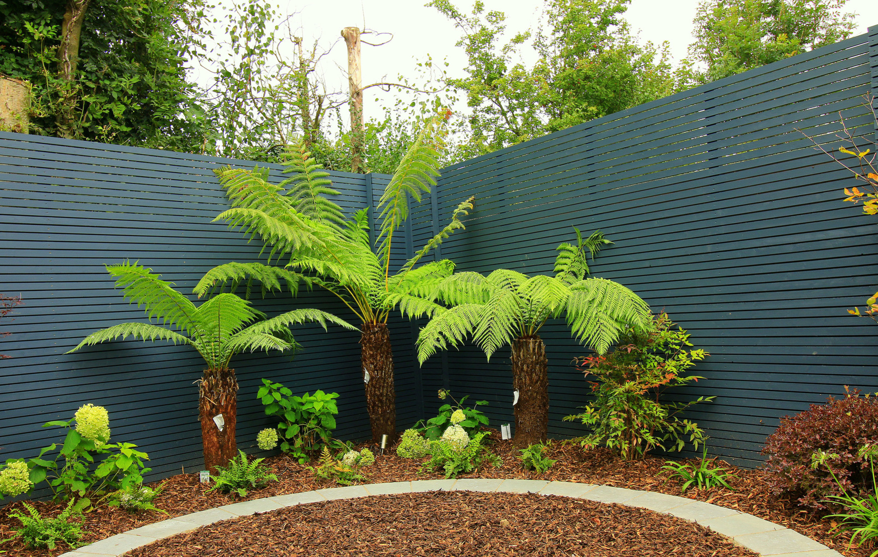 Family Garden Garden Design & Landscaping project in Rathcoole, Dublin 24 featuring limestone patios, custom made horizontal slatted fencing, tree ferns, olive trees, lush low maintenance planting.