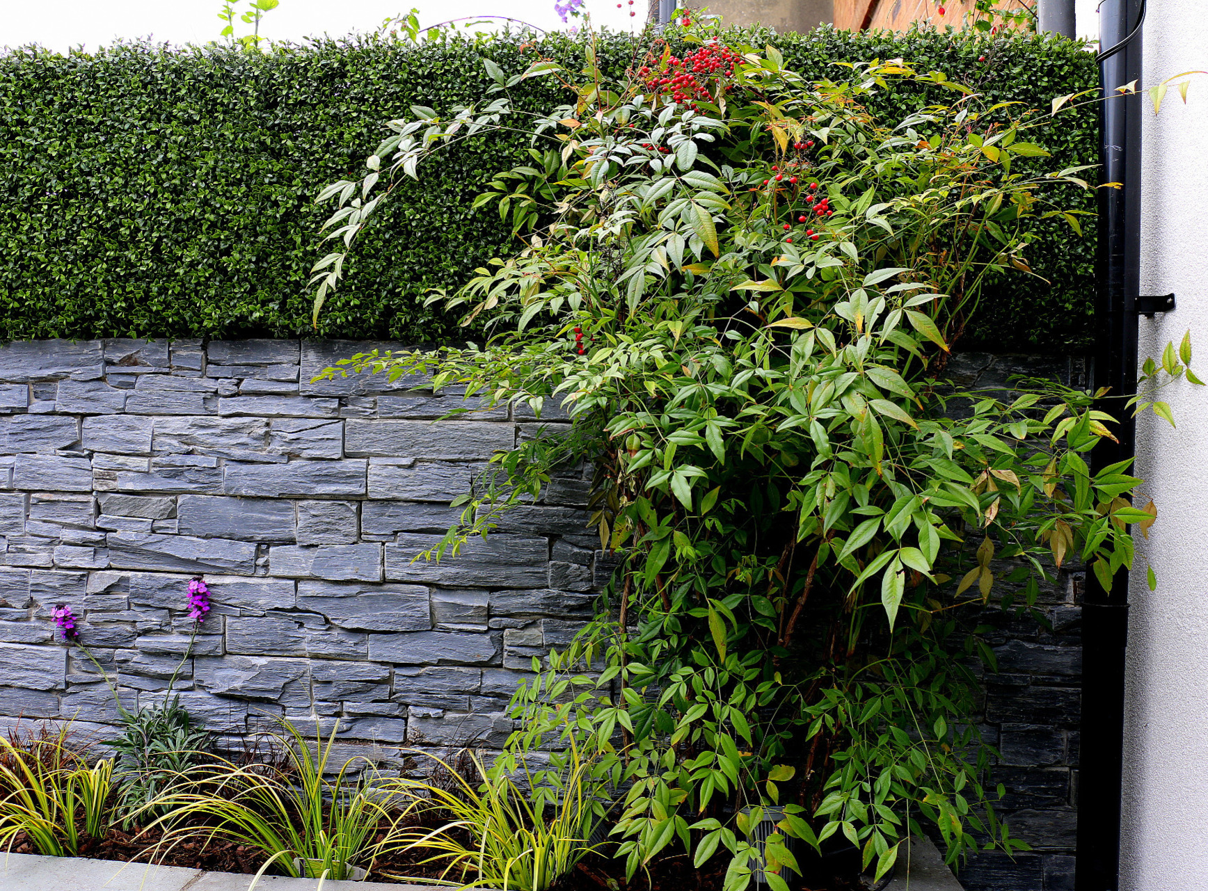 Striking textural contrasts of stone & boxwood cladding with natural specimen planting