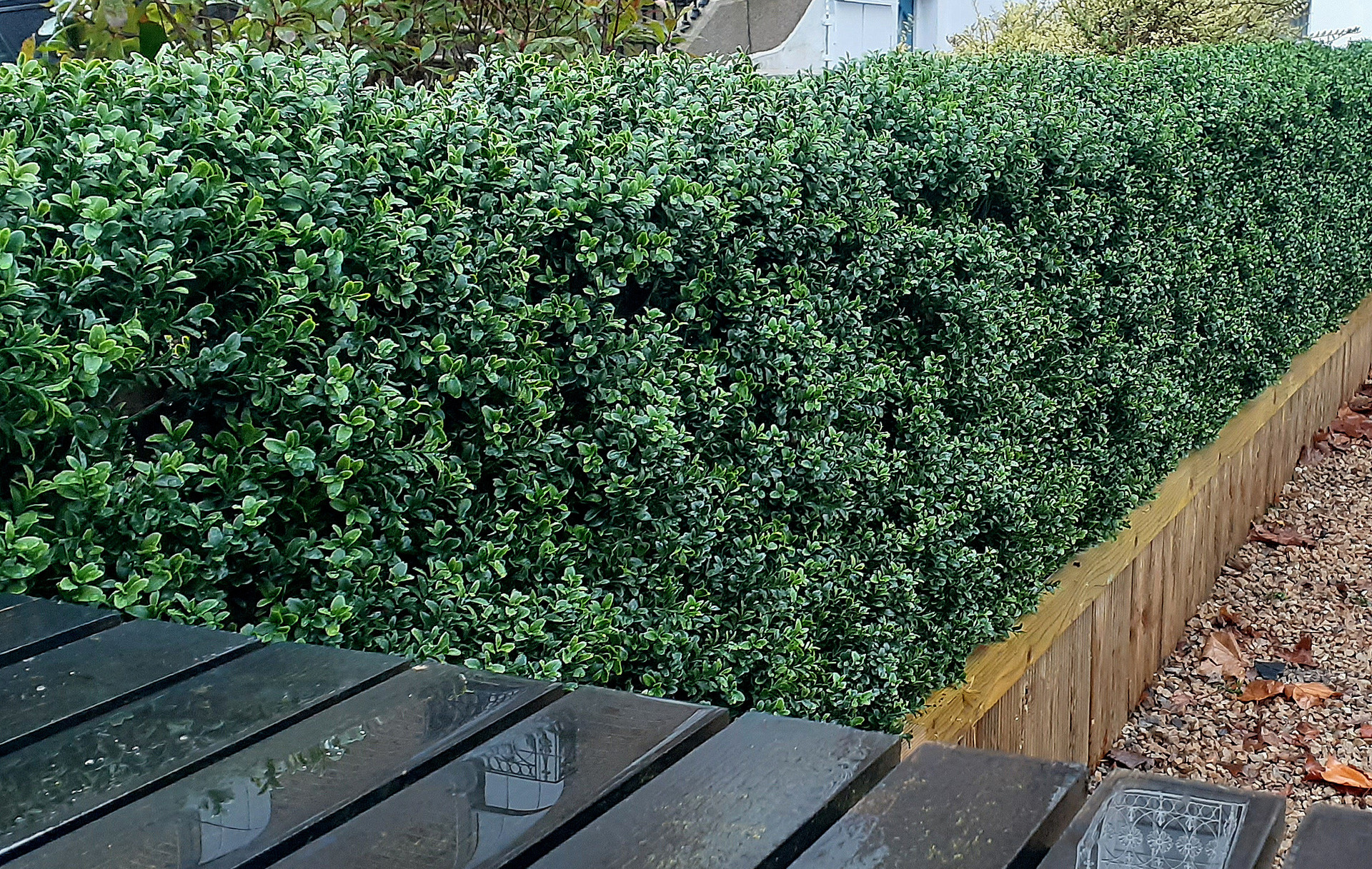 Large Outdoor Artificial Boxwood Hedging installation in Dublin 4  | Owen Chubb Landscapers -  Outdoor Boxwood Hedging Professionals. Tel 087-2306128