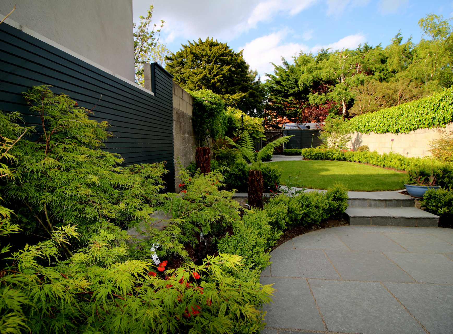 Garden Design & Planting in Clontarf, Dublin 3 featuring Buxus Hedging, specimen trees, mixed Herbaceous Borders