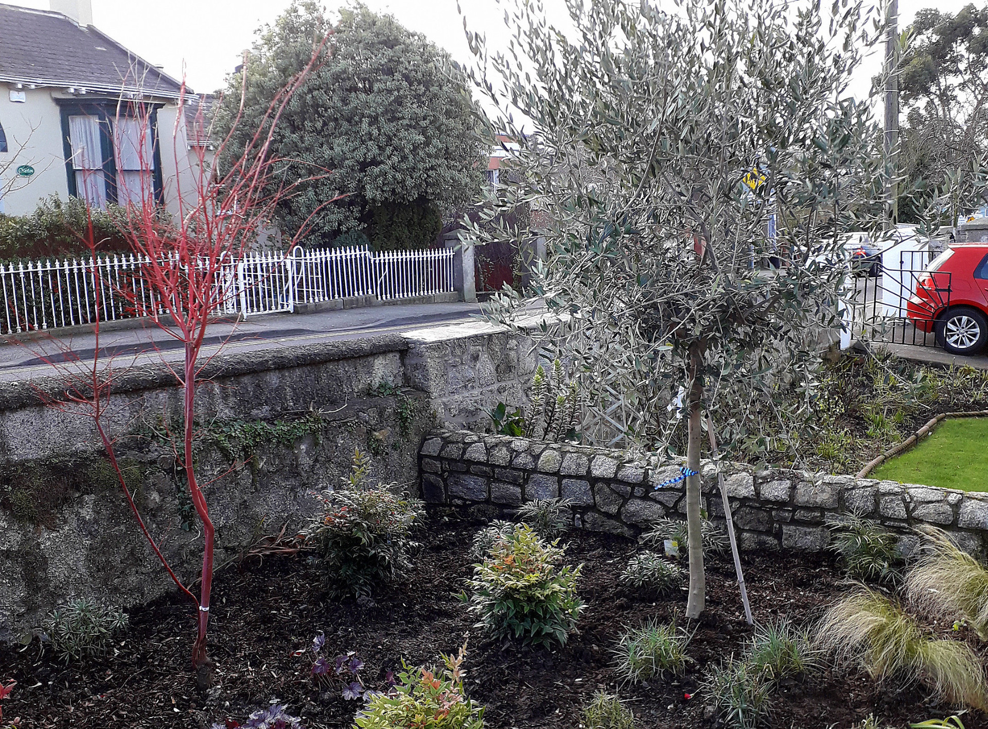 Distinctive planting & Olive Tree in Dundrum garden | Owen Chubb Garden Landscapers