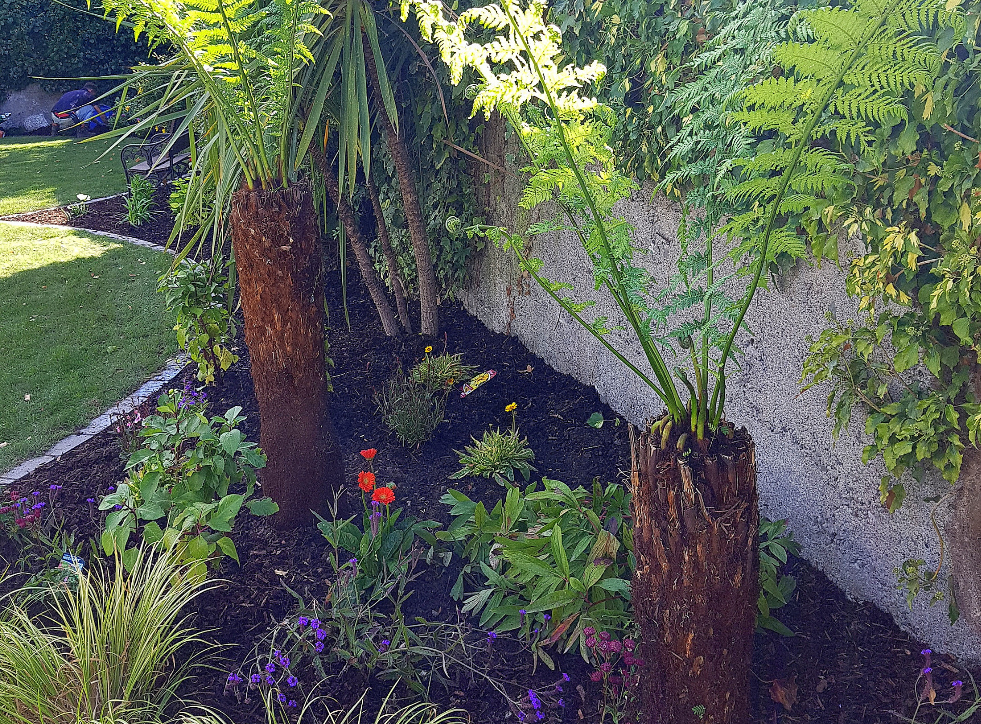 Colourful mixed Planting | Terenure