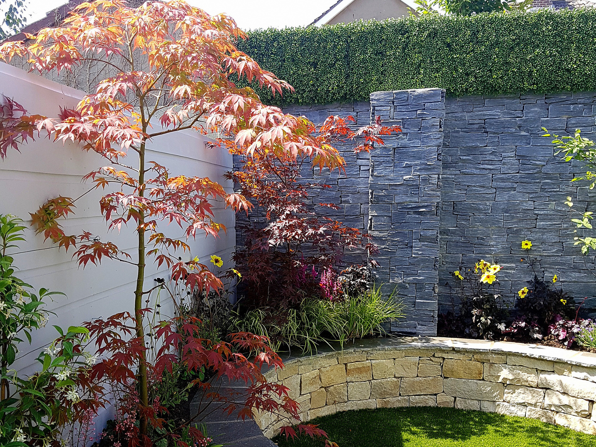 Boxwood Wall Cladding & Privacy Screening in Drumcondra garden